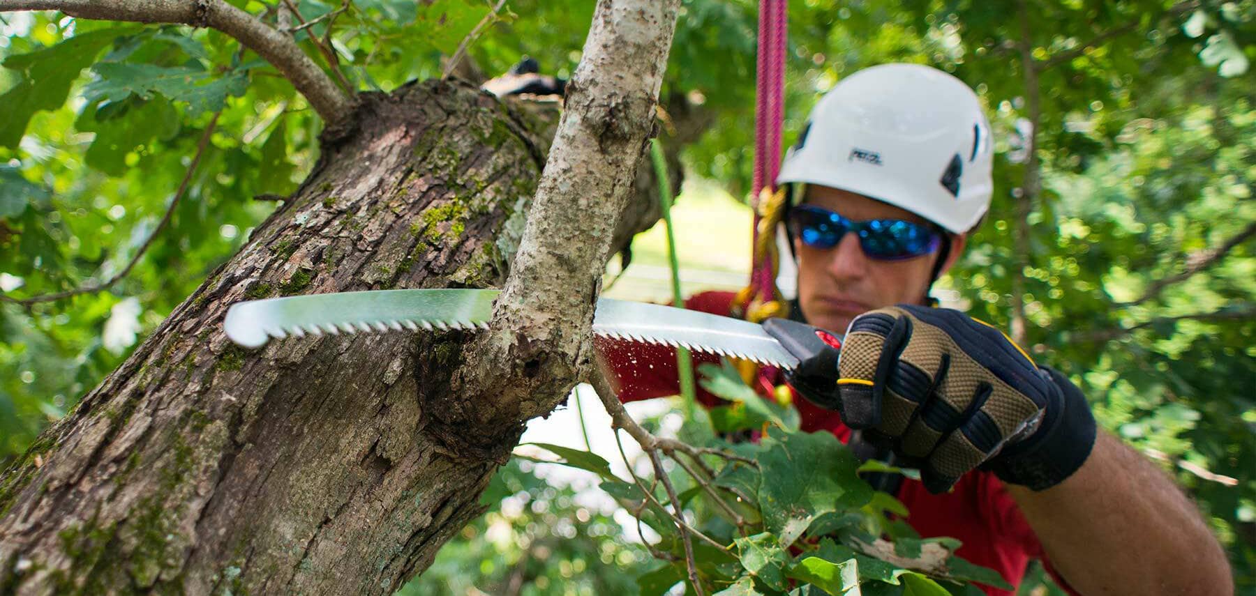 Shop Arborist Supplies Big Bear Tools